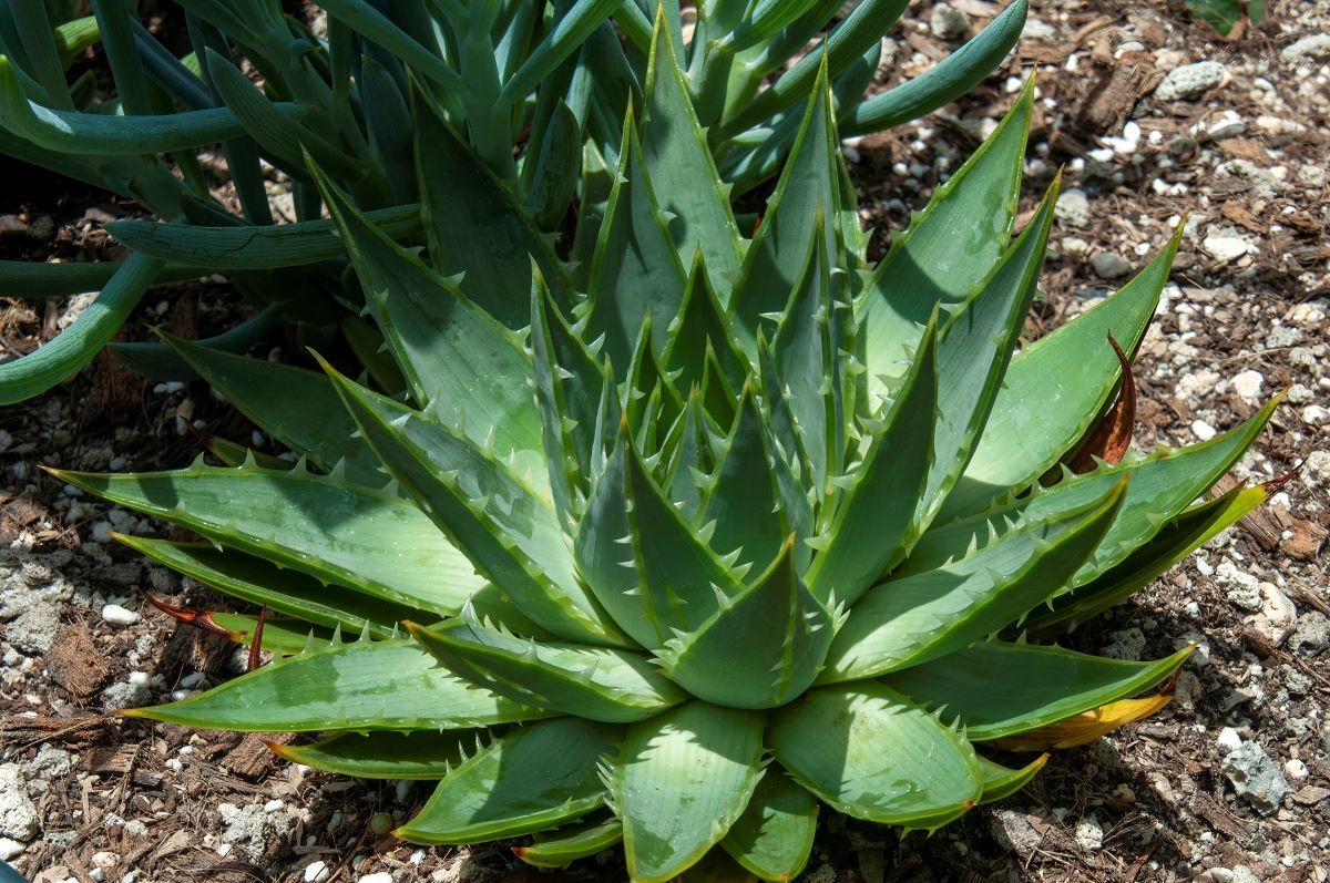 Aloe barbadensis